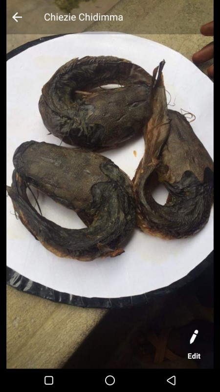 Catfish from Nigeria